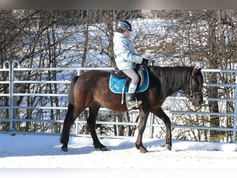 Koń huculski Wałach 8 lat 143 cm Bułana in Ramsau