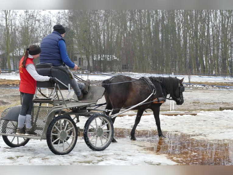 Koń huculski Wałach 8 lat 143 cm Bułana in Ramsau