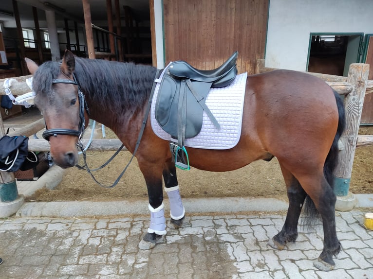 Koń huculski Wałach 8 lat 145 cm Gniada in Sipbachzell