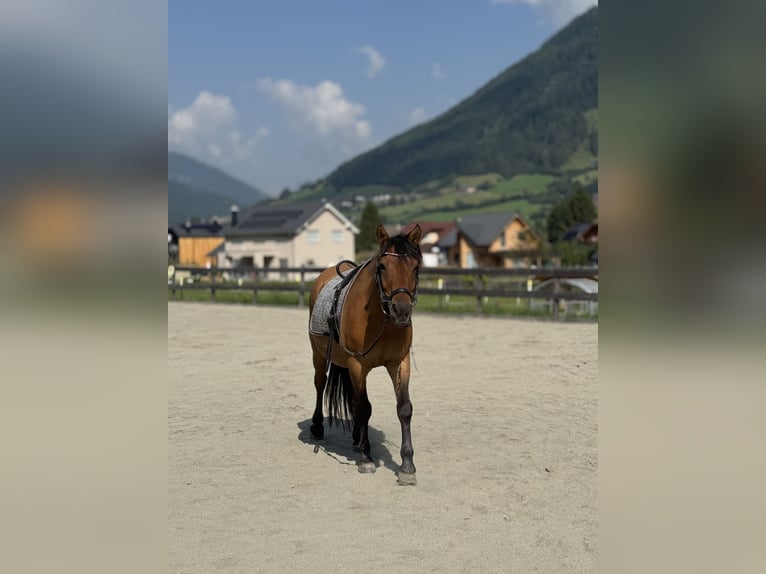 Koń huculski Wałach 9 lat 143 cm Bułana in Sankt Margarethen im Lungau