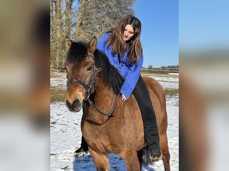 Koń huculski Wałach 10 lat 146 cm Gniada in Ursensollen