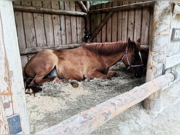 Koń huculski Mix Wałach 10 lat 155 cm Kasztanowata in Taubenbach