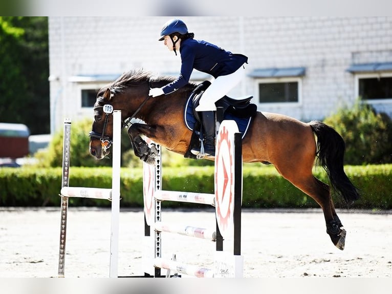 Koń huculski Wałach 12 lat 136 cm Ciemnogniada in Gdańsk