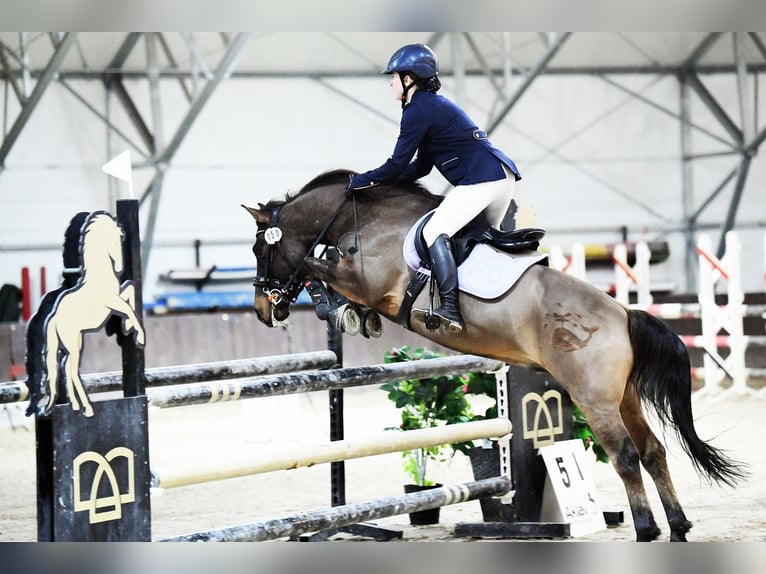 Koń huculski Wałach 12 lat 136 cm Ciemnogniada in Gdańsk