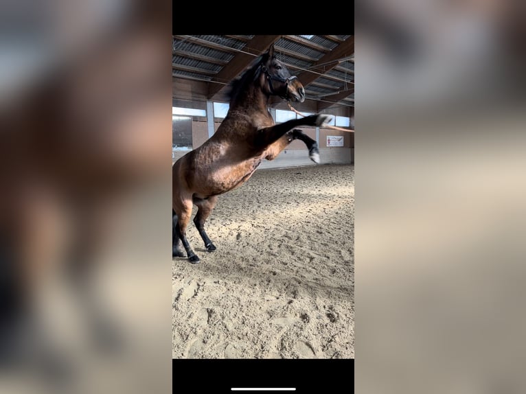 Koń huculski Mix Wałach 12 lat 140 cm Gniada in Seeboden