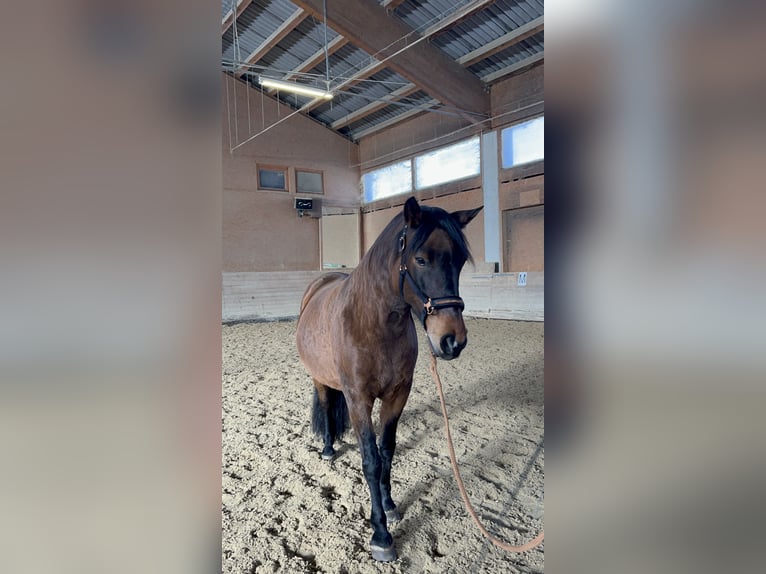 Koń huculski Mix Wałach 12 lat 140 cm Gniada in Seeboden
