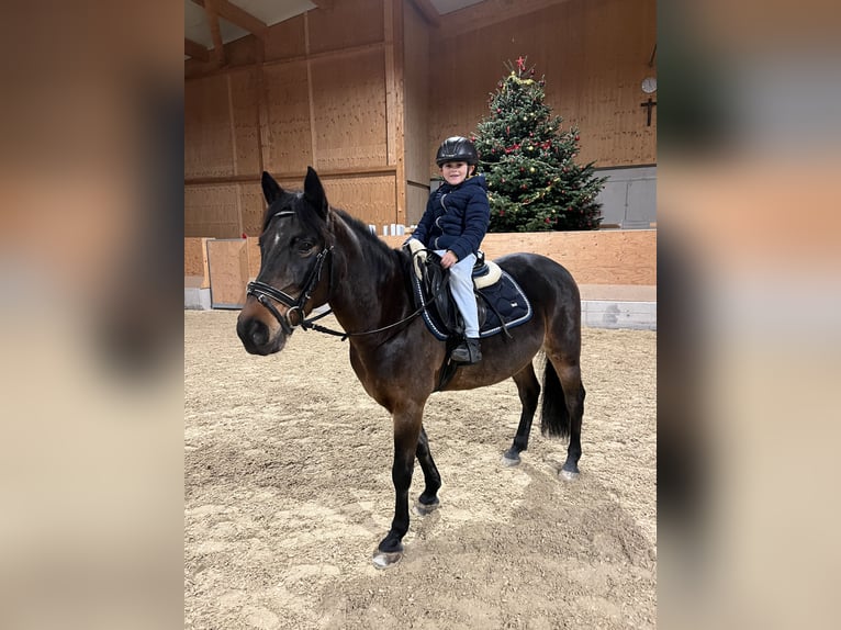 Koń huculski Wałach 13 lat 145 cm Gniada in St.Pölten