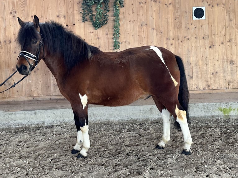 Koń huculski Wałach 4 lat 146 cm Srokata in Riedlingen