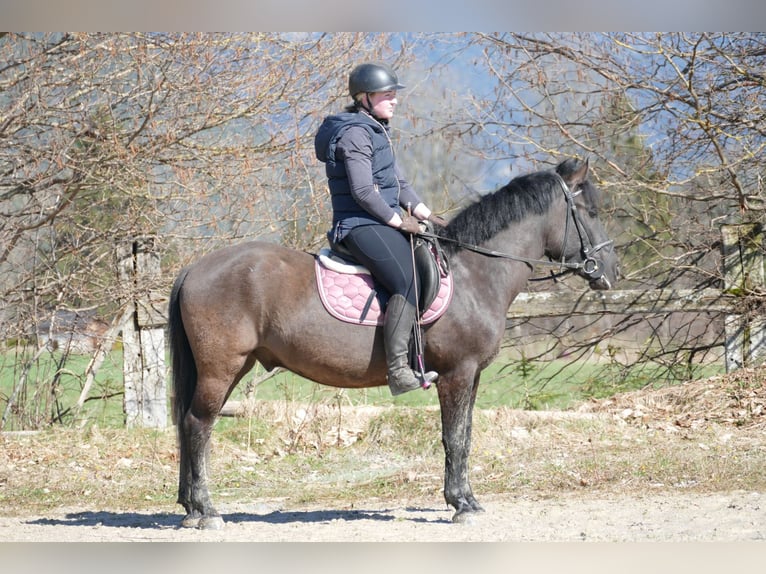 Koń huculski Wałach 4 lat 147 cm Bułana in Ramsau/D.