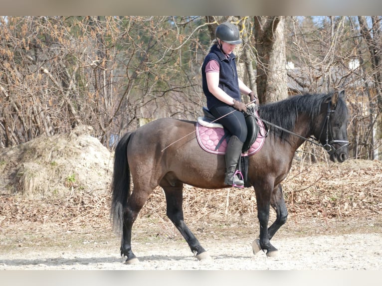 Koń huculski Wałach 4 lat 147 cm Bułana in Ramsau/D.