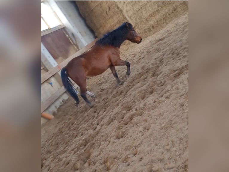 Koń huculski Wałach 5 lat 145 cm Gniada in Halle