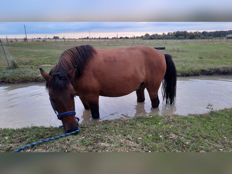 Koń huculski Wałach 6 lat 138 cm Gniada in Oggau am Neusiedler See