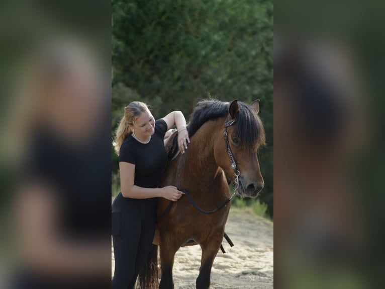 Koń huculski Wałach 6 lat 142 cm Srokata in Oberlangen