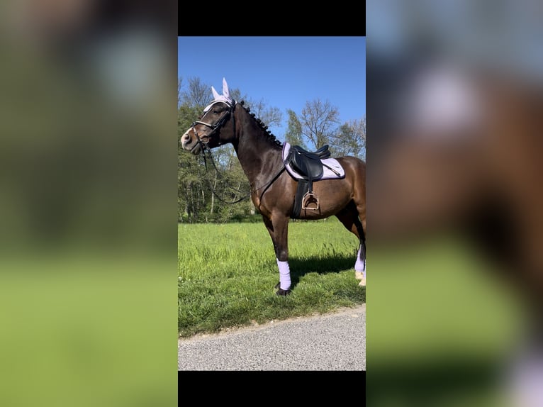 Koń huculski Wałach 6 lat 143 cm Ciemnogniada in Klipphausen Diera Zehren