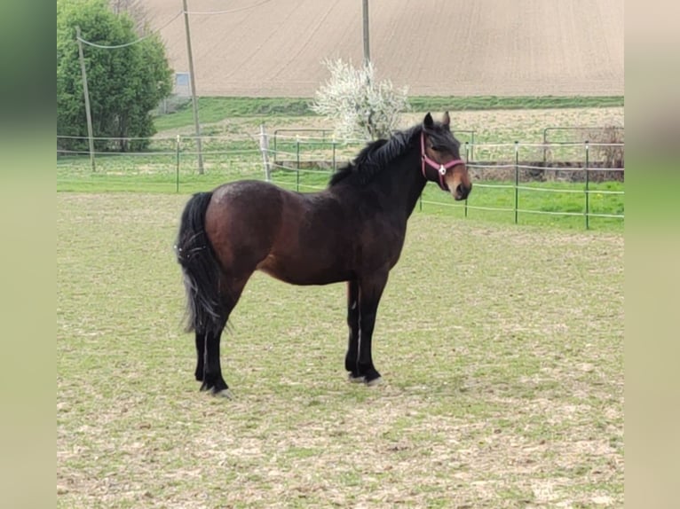 Koń huculski Mix Wałach 6 lat 150 cm Ciemnogniada in Gnadendorf