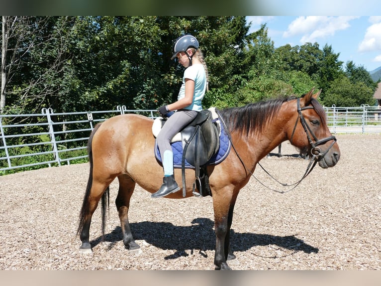 Koń huculski Wałach 8 lat 143 cm Bułana in Ramsau