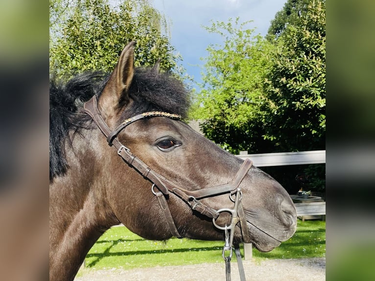 Koń huculski Wałach 8 lat 147 cm Kara in Steimel