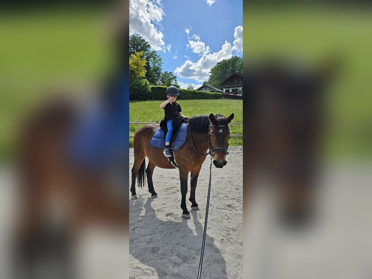 Koń huculski Wałach 8 lat 150 cm Gniada in St Wolfgang