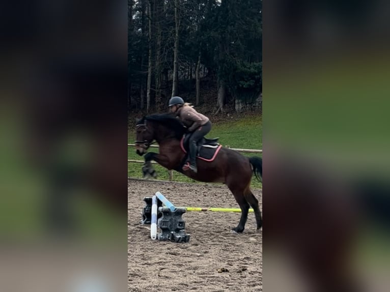 Koń huculski Wałach 8 lat 150 cm Gniada in St Wolfgang