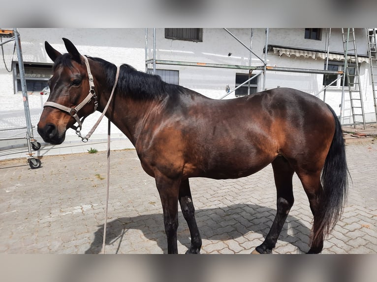 Koń kabardyński Klacz 22 lat 159 cm Gniada in Rottenburg an der Laaber