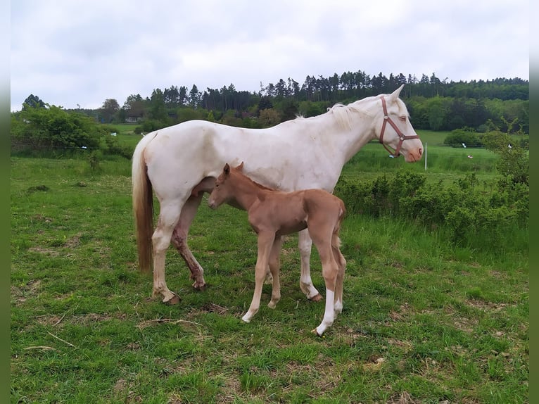 Koń kiński Klacz 11 lat 164 cm Cremello in Žebrák