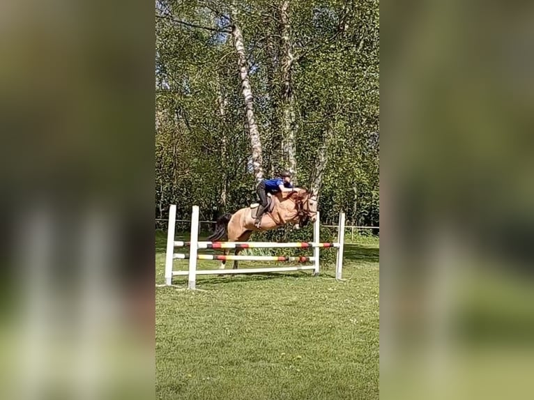 Koń kiński Klacz 13 lat 165 cm Jelenia in Bissingen