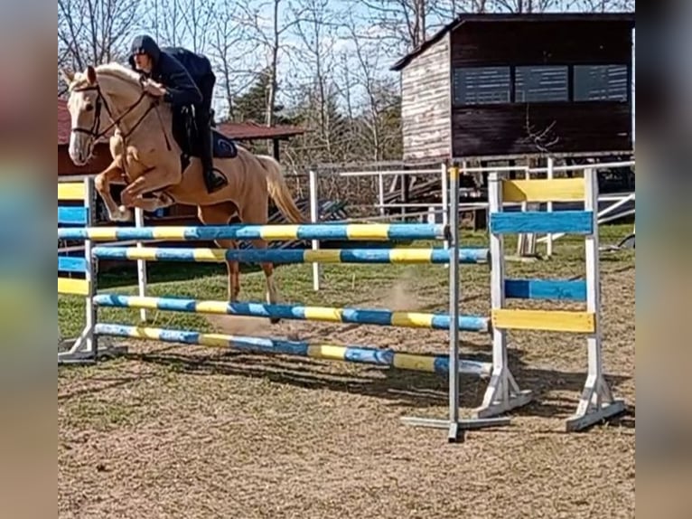 Koń kiński Klacz 6 lat 163 cm Cremello in Sedlčany