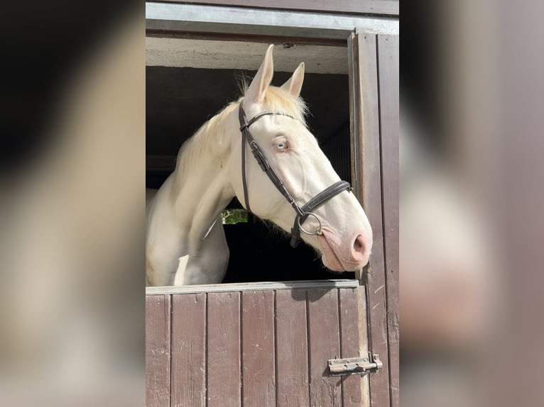 Koń kiński Wałach 4 lat 180 cm Cremello in Bad Salzungen