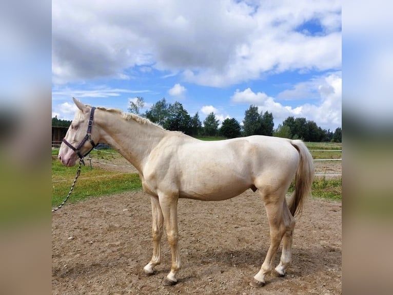 Koń kiński Wałach 5 lat 174 cm Cremello in Prešov