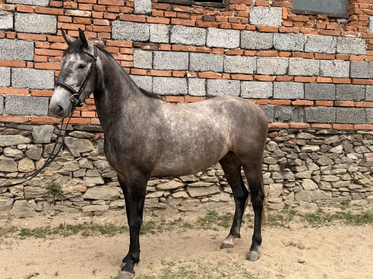 Koń kladrubski Klacz 5 lat 161 cm Siwa in Neveklov