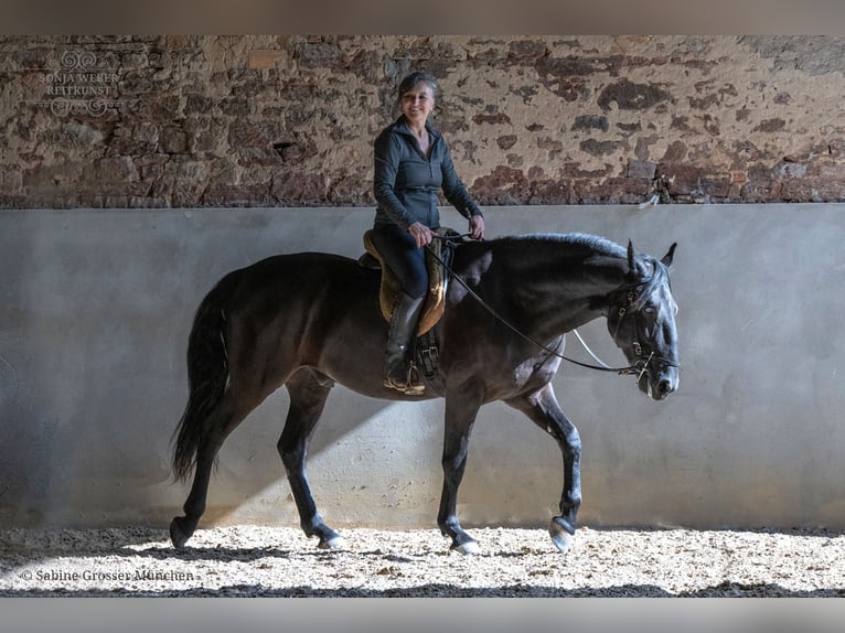 Koń kladrubski Wałach 5 lat 162 cm Kara in Bad Vilbel