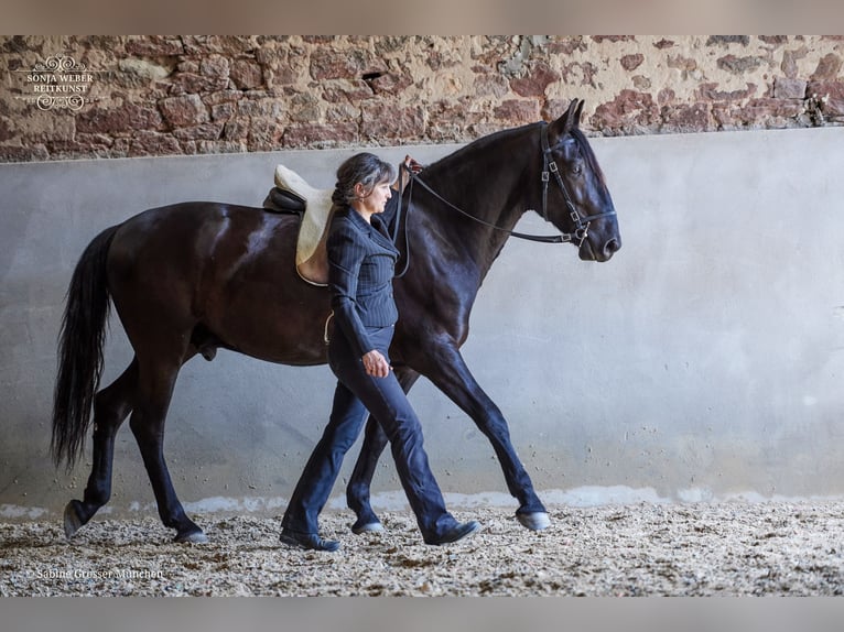 Koń kladrubski Wałach 5 lat 162 cm Kara in Bad Vilbel