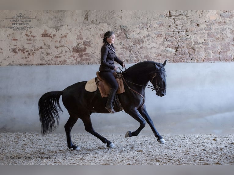 Koń kladrubski Wałach 5 lat 162 cm Kara in Bad Vilbel
