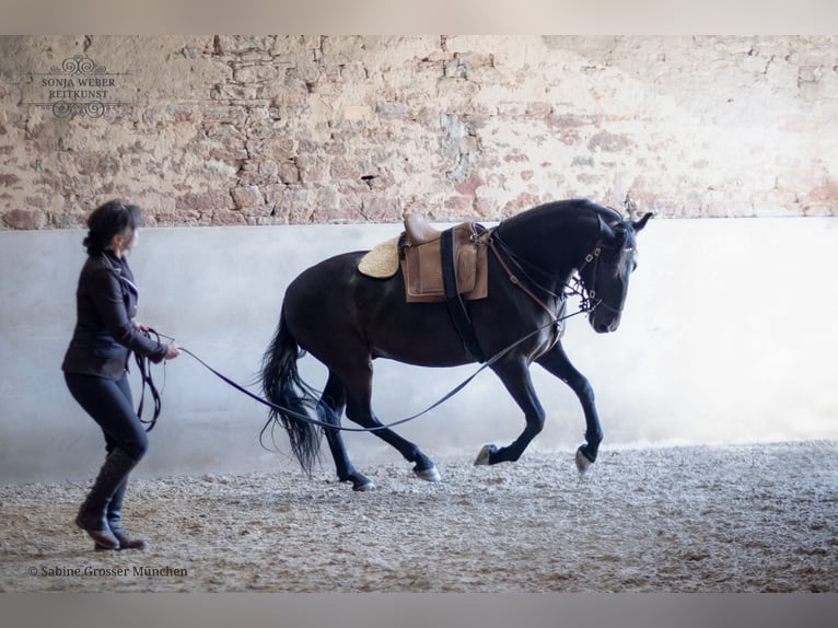 Koń kladrubski Wałach 5 lat 162 cm Kara in Bad Vilbel