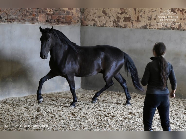 Koń kladrubski Wałach 5 lat 162 cm Kara in Bad Vilbel