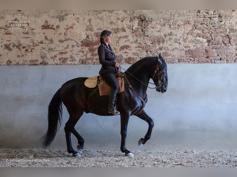 Koń kladrubski Wałach 5 lat 162 cm Kara in Bad Vilbel