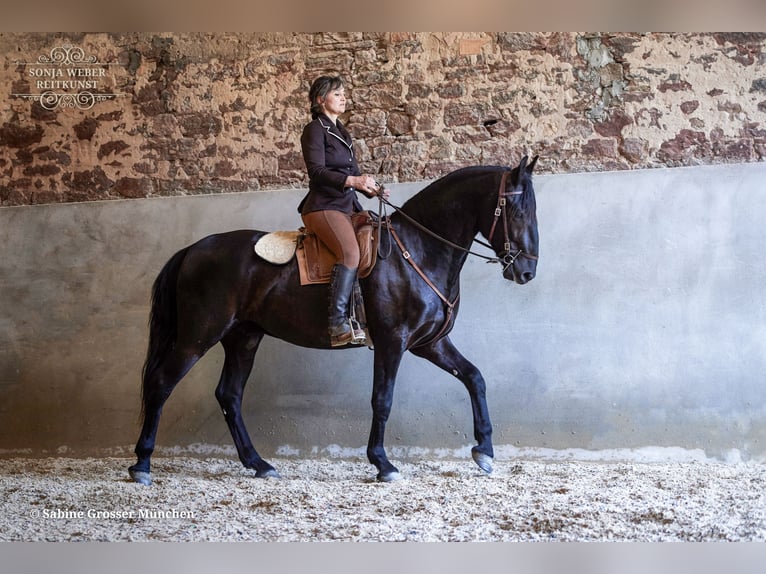 Koń kladrubski Wałach 5 lat 162 cm Kara in Bad Vilbel