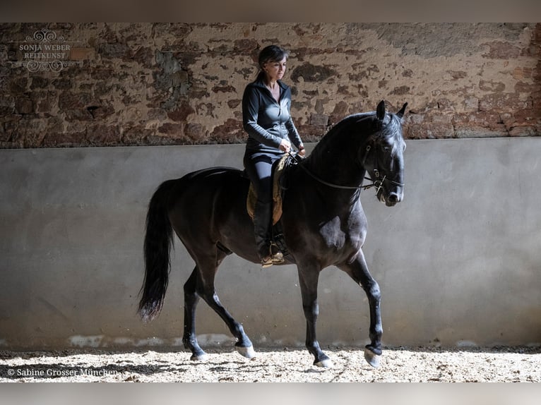 Koń kladrubski Wałach 5 lat 162 cm Kara in Bad Vilbel