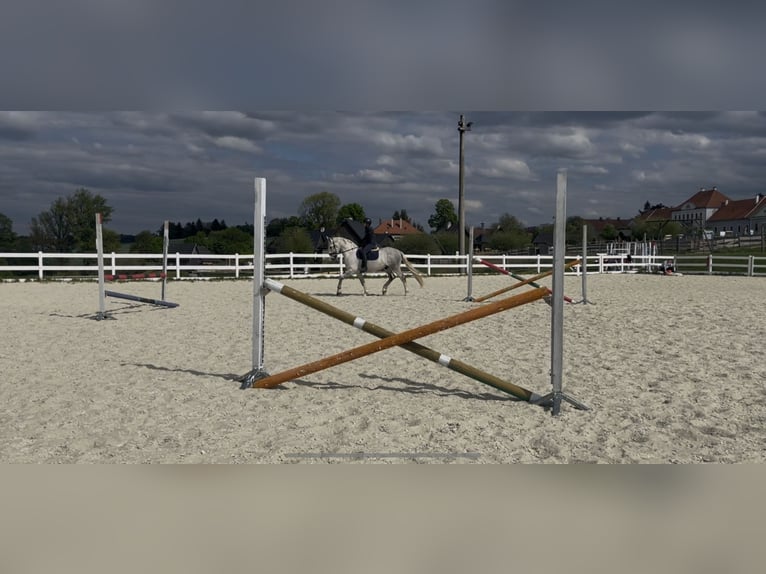 Koń kladrubski Wałach 5 lat 168 cm Biała in Byst&#x159;ice nad Pern&#x161;tejnem