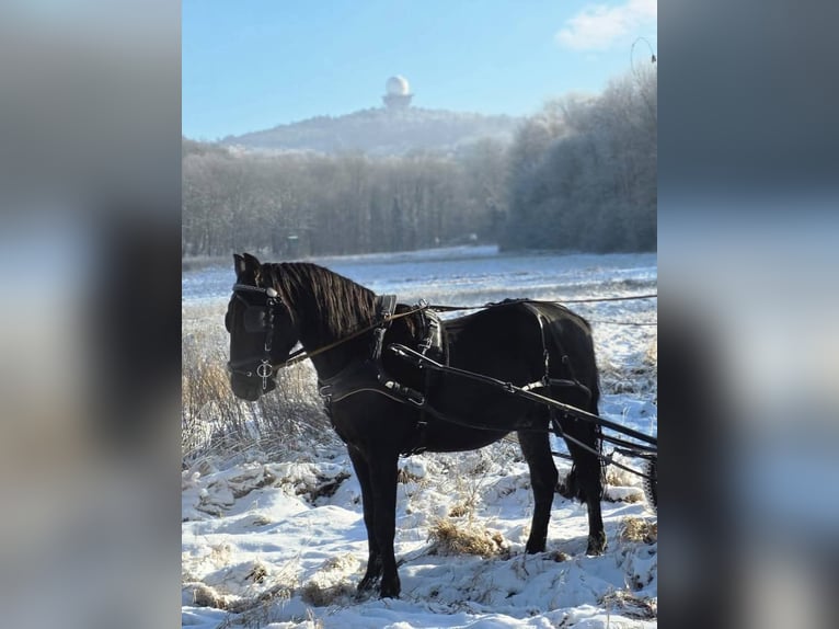 Koń kladrubski Wałach 5 lat 168 cm Kara in Pyhra