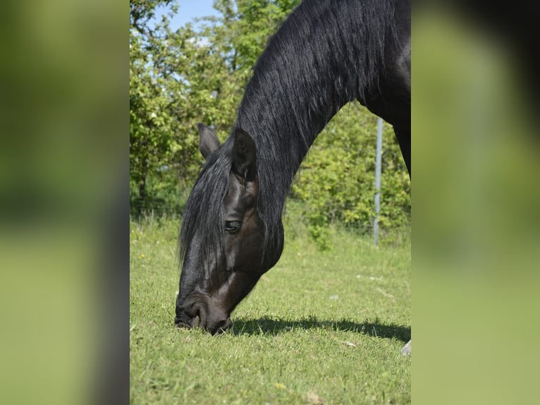 Koń kladrubski Wałach 5 lat 168 cm Kara in Pyhra