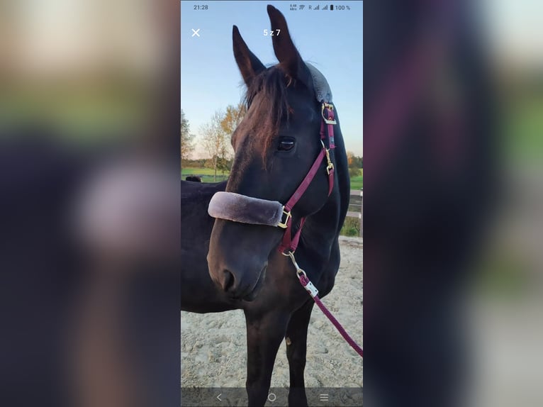 Koń kladrubski Mix Wałach 8 lat 170 cm Kara in Hradec kralove