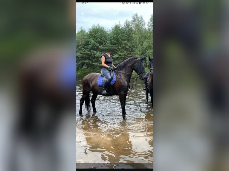Koń kladrubski Mix Wałach 9 lat 170 cm Kara in Hradec kralove