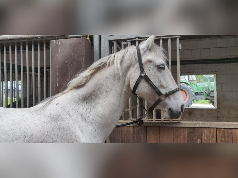 Koń lipicański Mix Klacz 10 lat 157 cm Siwa in Kalletal