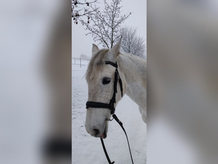 Koń lipicański Mix Klacz 10 lat 157 cm Siwa in Kalletal