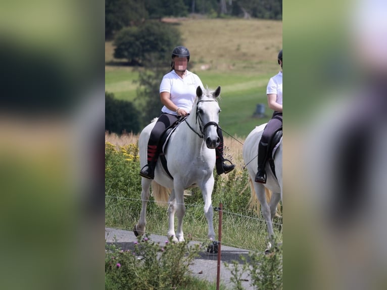 Koń lipicański Klacz 10 lat 161 cm Siwa in Neustadt in Sachsen