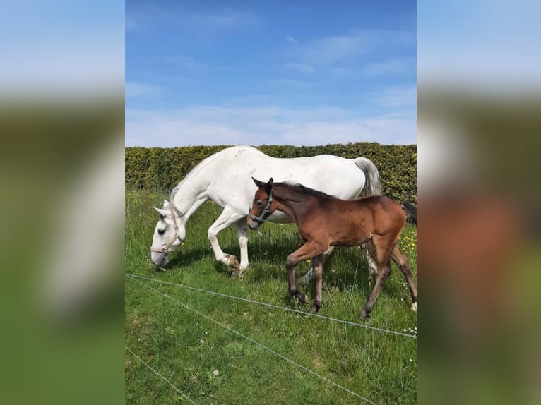 Koń lipicański Klacz 10 lat 161 cm Siwa in Neustadt in Sachsen