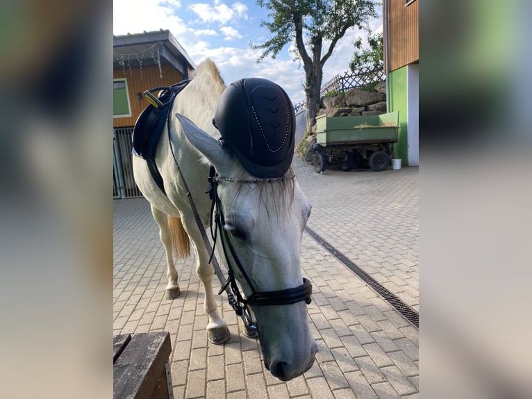 Koń lipicański Klacz 10 lat 161 cm Siwa in Neustadt in Sachsen