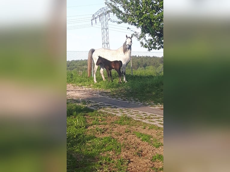 Koń lipicański Klacz 10 lat 161 cm Siwa in Neustadt in Sachsen