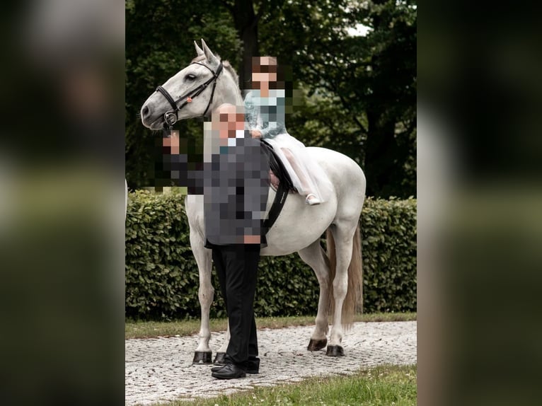 Koń lipicański Klacz 10 lat 161 cm Siwa in Neustadt in Sachsen